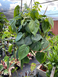 Philodendron Heart Leaf, Sweetheart Plant in a grower hanging basket with an abundance of glossy green heart-shaped leaves and cascading vines displayed in a bright greenhouse