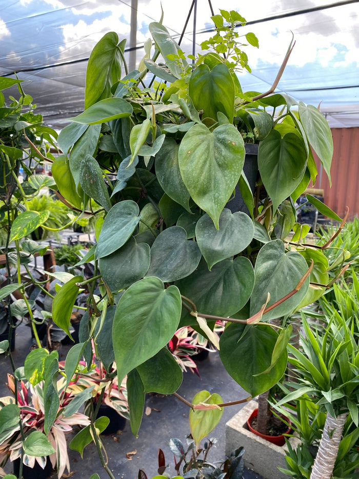 Philodendron Heart Leaf, Sweetheart Plant in a grower hanging basket with an abundance of glossy green heart-shaped leaves and cascading vines displayed in a bright greenhouse