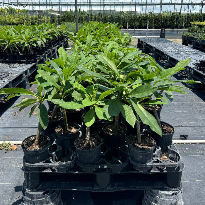 Young Plumeria Rubra Red Orchid Flowering Tree in a 1 gallon black nursery pot, featuring a slender, developing stem and an emerging canopy of elongated green leaves, standing grouped together on a wooden pallet within an outdoor shade house nursery setting, showcasing its early growth and cultivation.