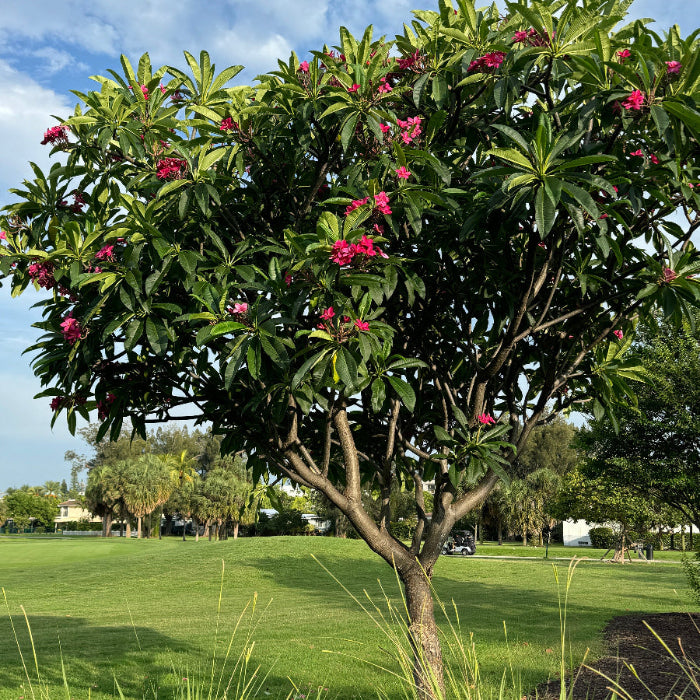 Mature Plumeria Rubra Pink Orchid Flowering Tree with sculptural branching structure and abundant pink orchid blooms, showing full grown landscape appearance ideal for resort style gardens.