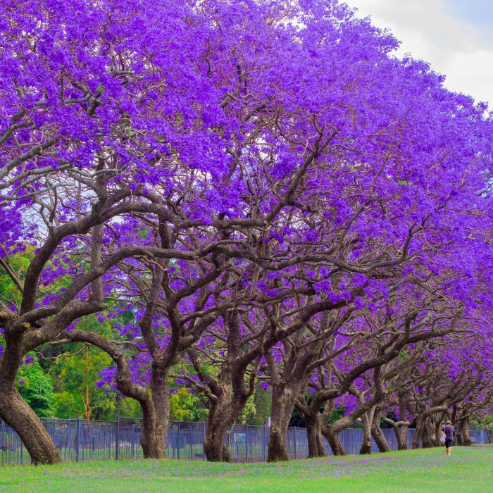Mature Jacaranda Mimosifolia Purple Flowering Trees lined up in a picturesque park setting, featuring expansive branches covered in a magnificent canopy of vibrant purple blooms above a green lawn, showcasing their full-grown landscape appearance ideal for stunning shade trees and ornamental garden focal points.
