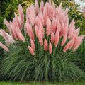 Pink pampas grasses swaying in a garden setting with greenery in the background