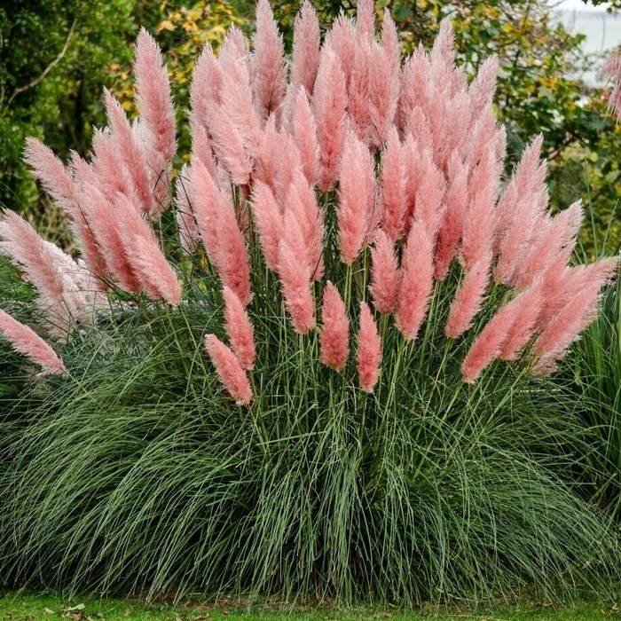 Pink pampas grasses swaying in a garden setting with greenery in the background
