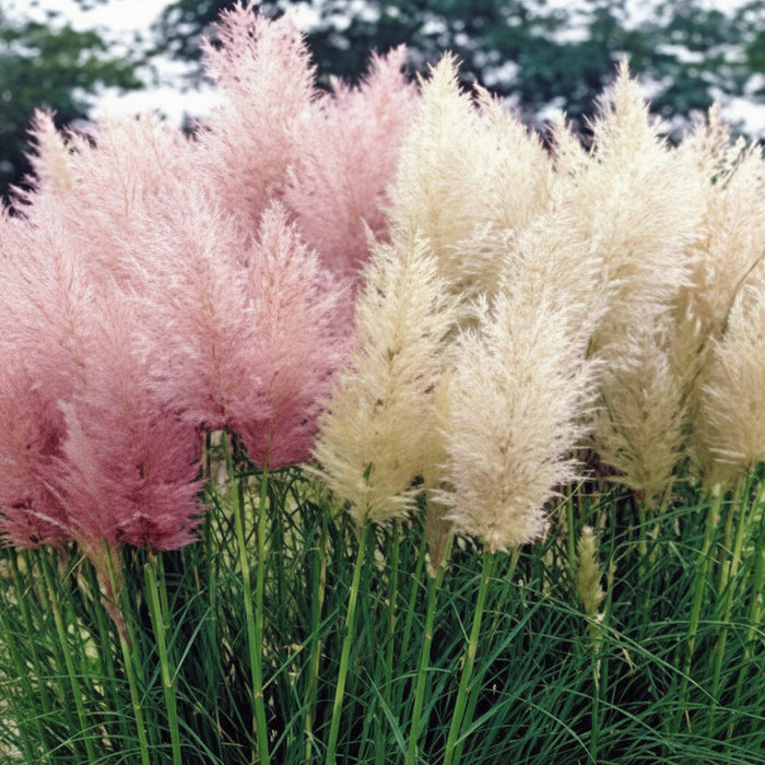 Pink and white pampas grass booming