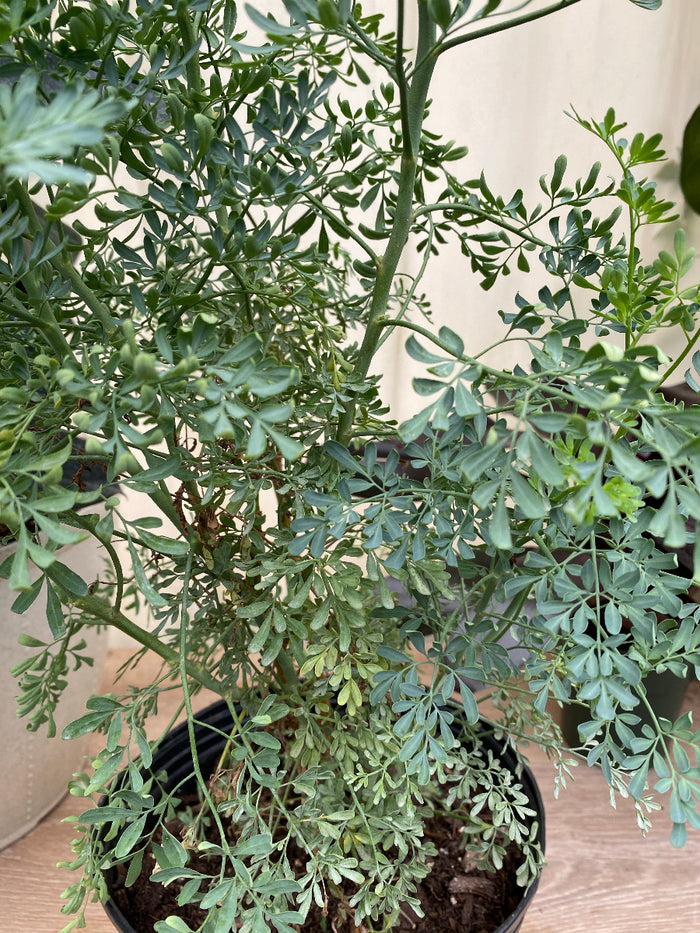 Close-up of a Serissa Foetida Japonica shrub