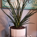 Sansevieria Fernwood Mikado, Snake Plant in a white pot