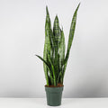 A Sansevieria Zeylanica, snake plant, placed in a decorative pot, surrounded by various indoor plants in a garden center setting.