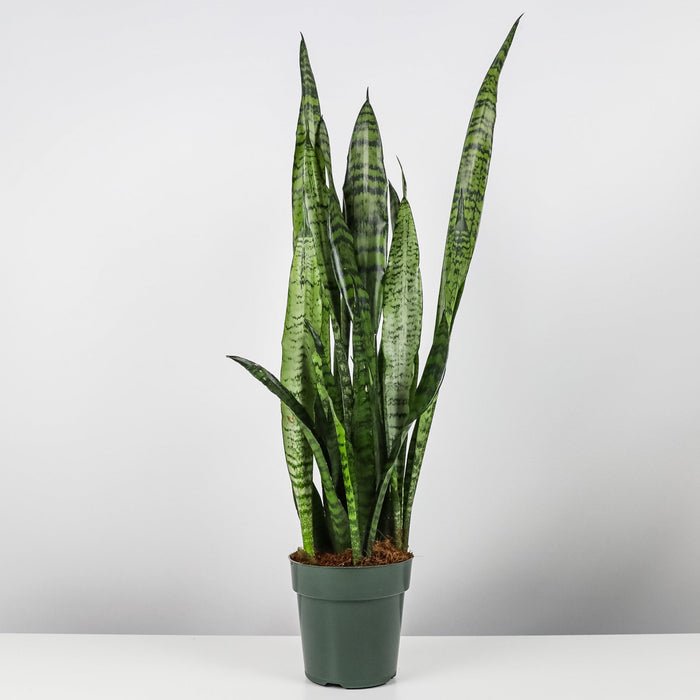 A Sansevieria Zeylanica, snake plant, placed in a decorative pot, surrounded by various indoor plants in a garden center setting.