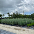 Southern Red Cedar, Juniperus silicicola in nursery