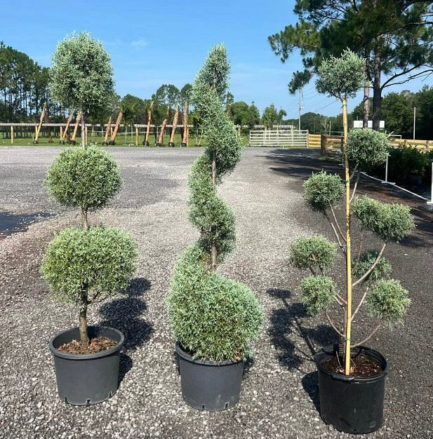 Topiary Pom Pom Multi Ball Carolina Sapphire Nursery Pot 5gal
