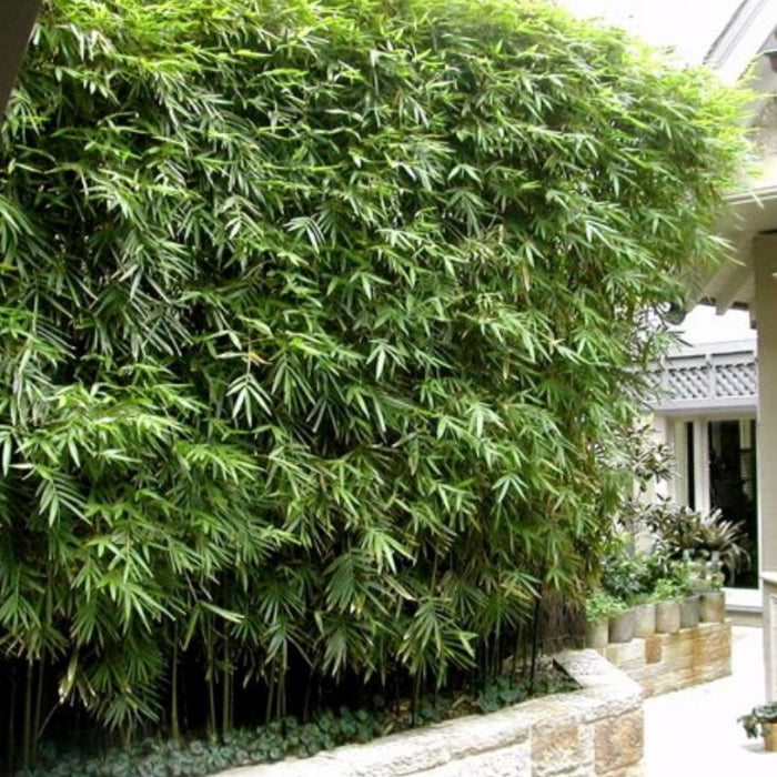 Weaver's Bamboo RG Dwarf