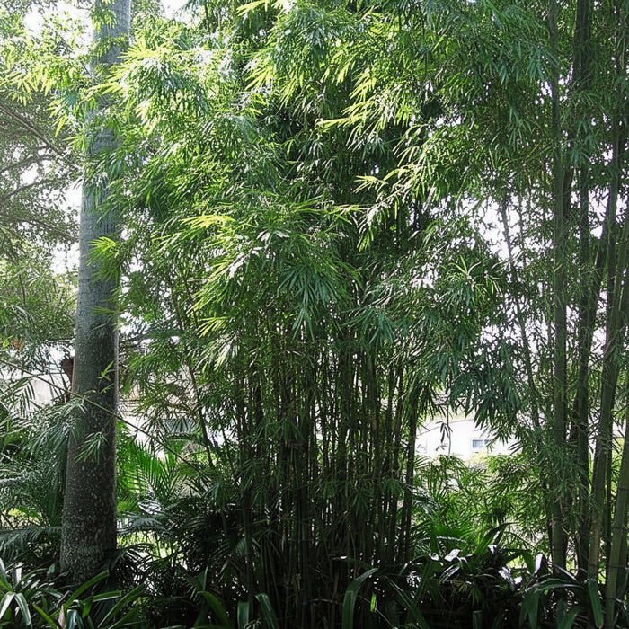 Weaver's Bamboo RG Dwarf in a forest