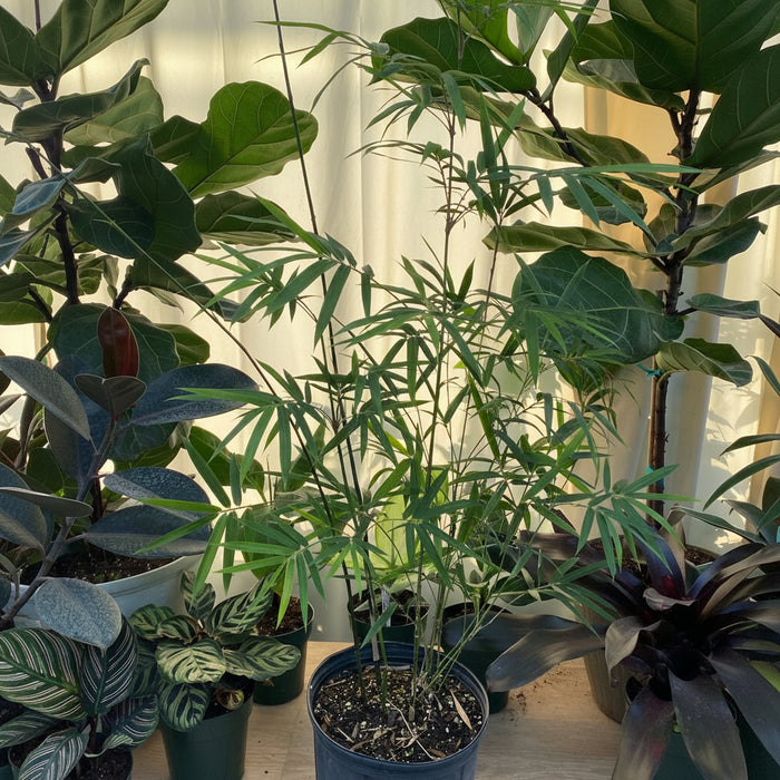 Weaver's Bamboo RG Dwarf in a pot