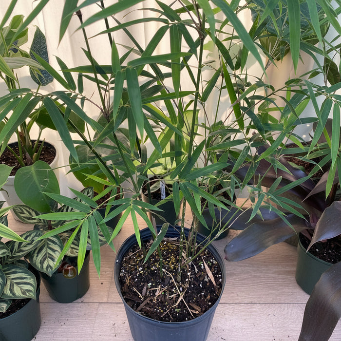 Weaver's Bamboo RG Dwarf in a pot closeup view
