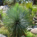 Mature Beaked Yucca rostrata with its distinct spherical canopy of blue-green leaves, planted in a rocky, sunlit landscape.